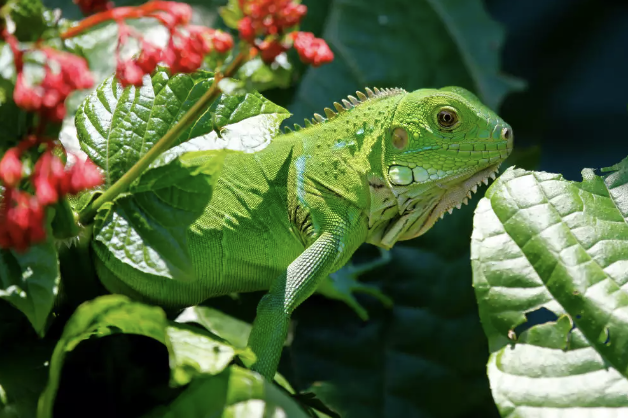 Discover the Wild Wonders of Fiji - Kula Adventure Park